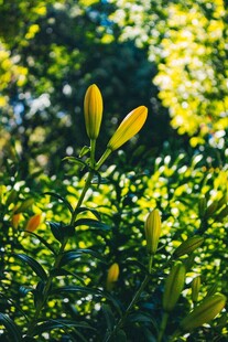 阳光下的黄色百合花