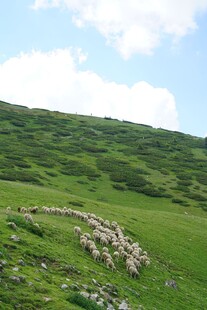 草原羊群风景