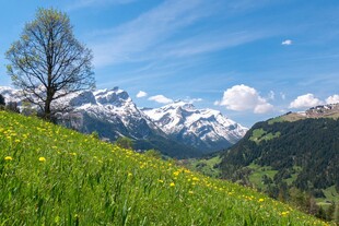 山间绿野与远处雪山