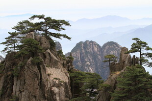 黄山奇峰上的苍松景观