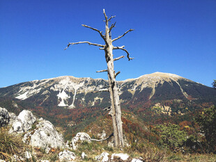 孤树立于山峦风景