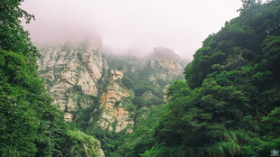 云雾缭绕的山林风景