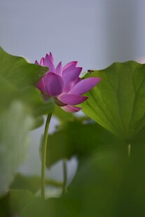 娇艳荷花绽放绿叶间