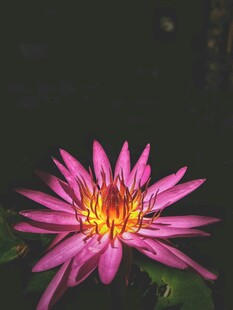 娇艳粉色睡莲绽放