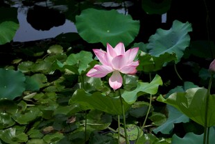粉色荷花绽放于绿叶间