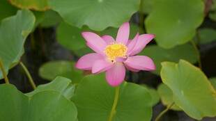 娇艳荷花绽放绿叶间