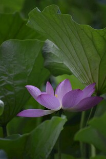 紫色荷花绽放于绿叶间