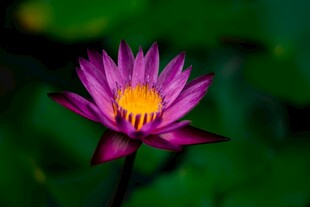 娇艳紫莲花绽放