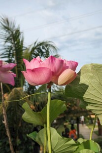 娇艳绽放的粉色荷花