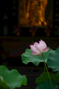 佛前绽放的纯净白莲花