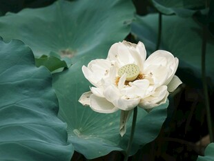 白荷绽放于绿叶间