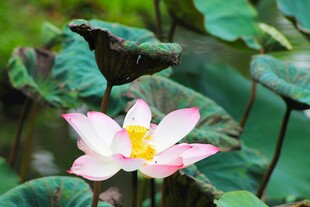 娇艳荷花绽放于绿叶间
