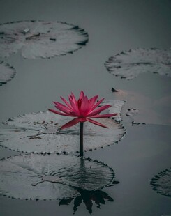 水中独绽的娇艳红睡莲