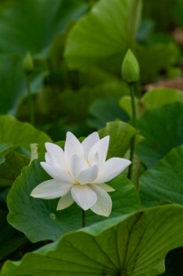 洁白荷花绽放于绿叶间