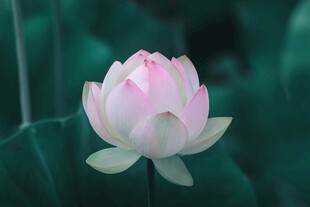 绽放的粉荷