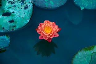 水中娇艳睡莲