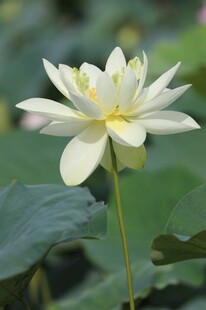 洁白荷花绽放绿叶间