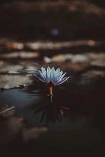 水中绽放的美丽蓝莲花