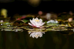 水中睡莲绽放美丽倒影