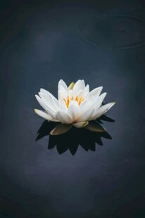 水中白睡莲静谧之美