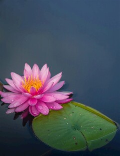 粉色睡莲漂浮于水面