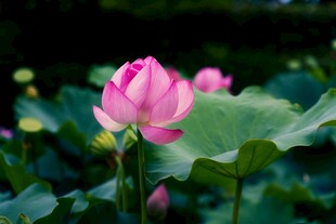 娇艳荷花绽放于绿叶间
