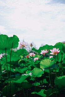 夏日荷花盛开美景