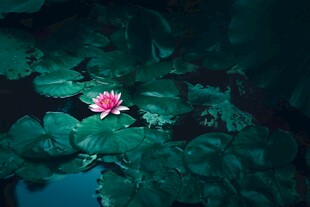 水中荷花绽放于荷叶间