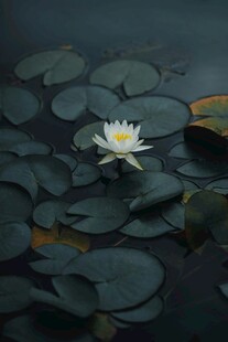 水中绽放的白色睡莲