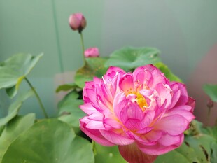 娇艳盛开的粉色荷花