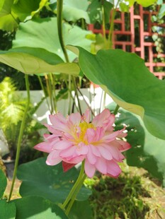 娇艳荷花绽放绿叶间