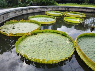 巨大王莲漂浮在水面