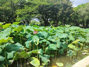 荷塘绿意浓