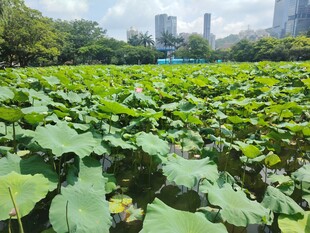 夏日荷塘绿意盎然