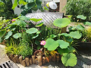 庭院中的荷花绿植景观
