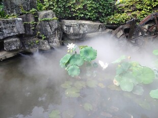 荷塘雾景