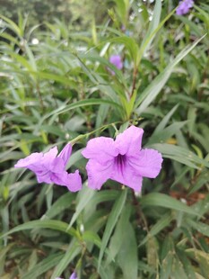 翠芦莉