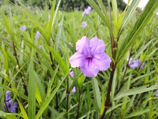 翠芦莉