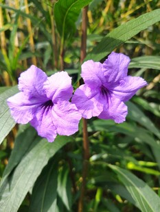 翠芦莉