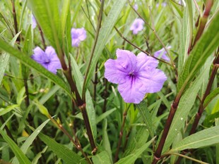 翠芦莉