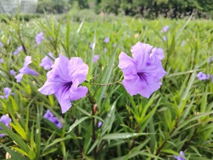 翠芦莉