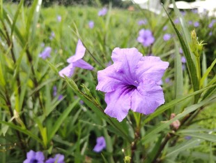 翠芦莉