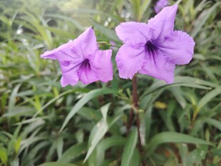 翠芦莉