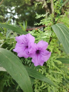 翠芦莉