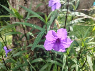 翠芦莉