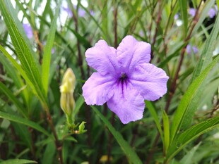 翠芦莉