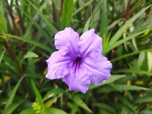 翠芦莉
