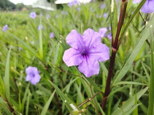 翠芦莉