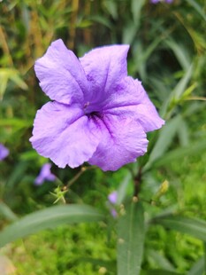 翠芦莉