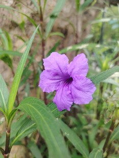 翠芦莉